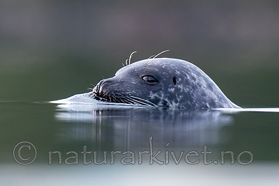 BB 15 0572 / Phoca vitulina / Steinkobbe